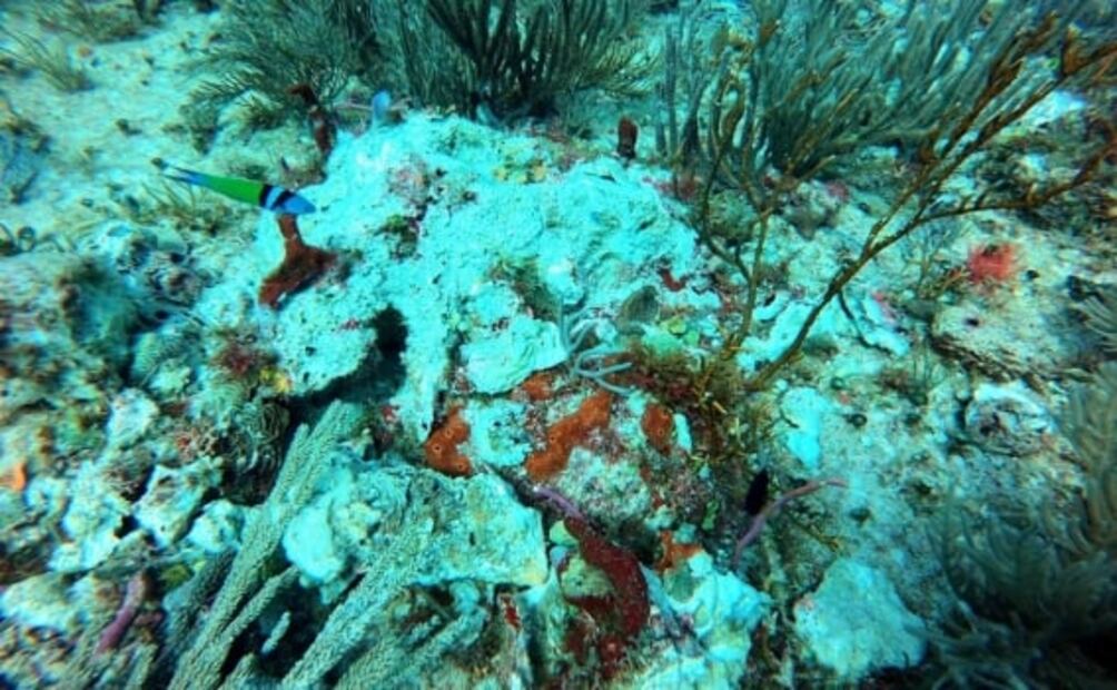 Barco que transporta roca para trabajos del Tren Maya daña corales en Puerto Morelos, denuncian