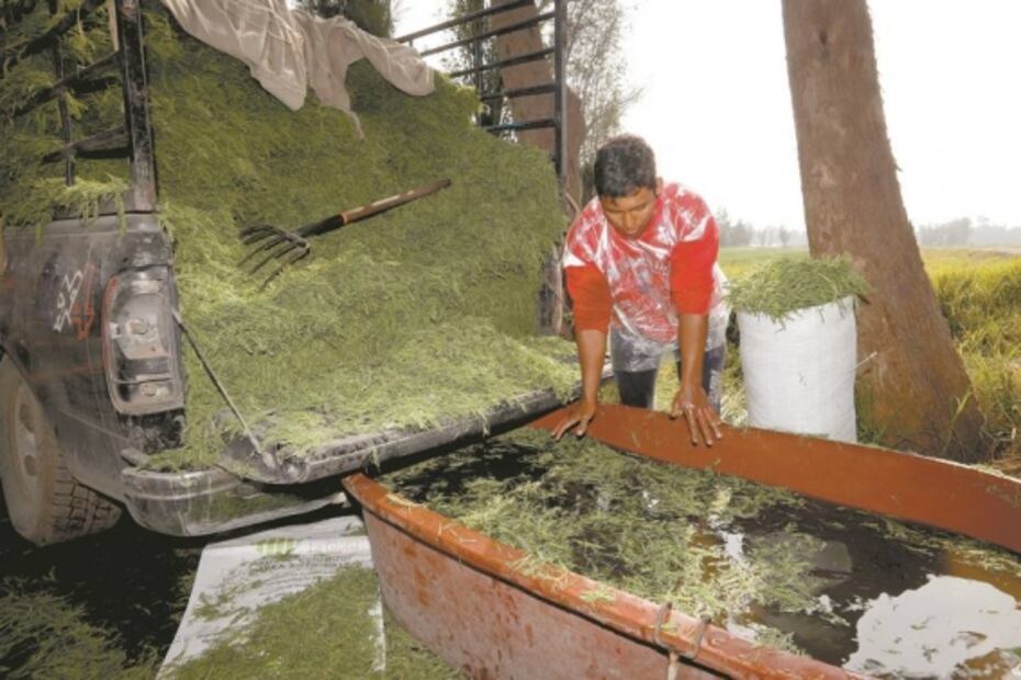 Ellos cultivan los romeritos que comes en Navidad