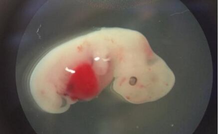 Logran integrar células humanas en embriones de cerdos