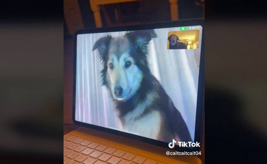 Sadie y Rollo mantienen una relación a larga distancia. Foto: Captura de video