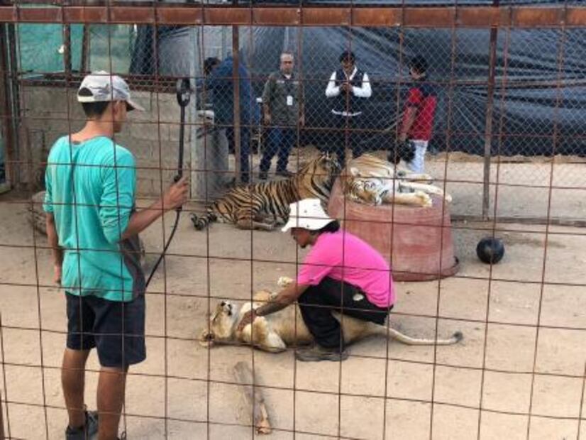 Tigre muerde a niña en la cabeza, en Hermosillo 