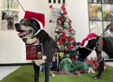 Perritos rescatados en el Metro serán ayudantes de los Reyes Magos