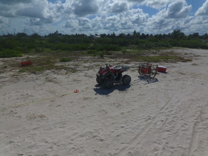 Universitarios reforestan dunas en Yucatán