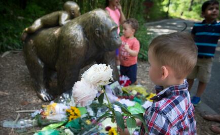 Investigan muerte de gorila en zoo para rescatar a niño
