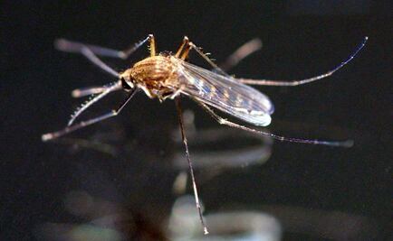 Michoacán registra su segundo caso de zika