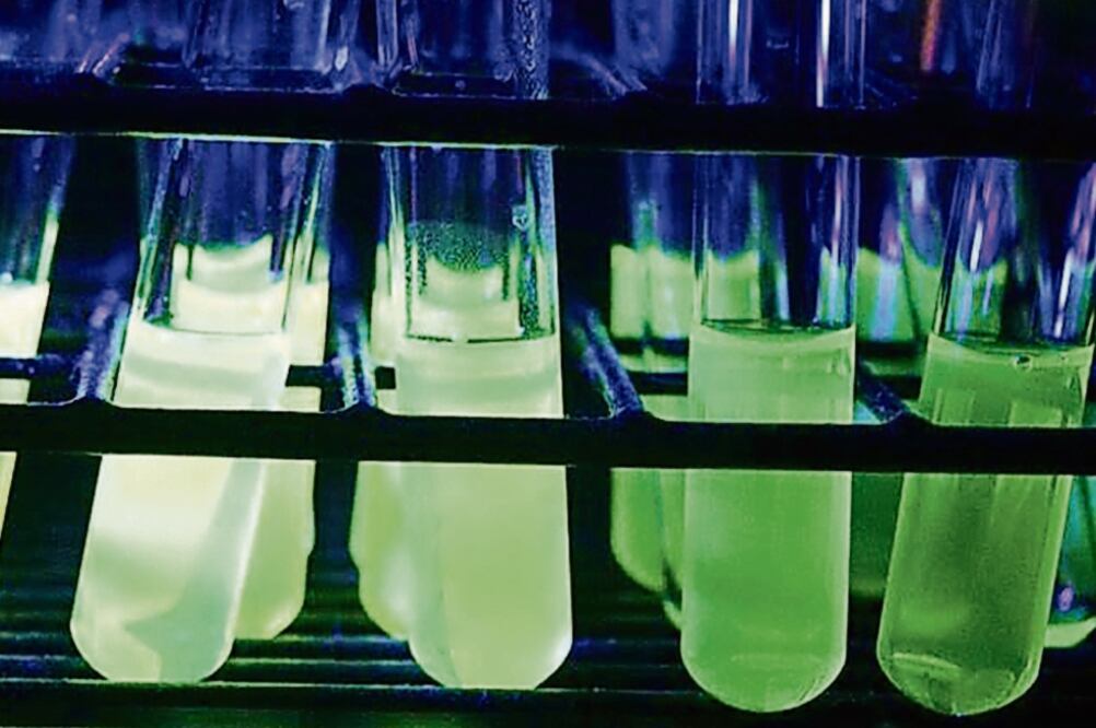 Ya se prueban otros quimiosensores para la detección de dos moléculas indicadoras de la enfermedad de Alzheimer (CORTESÍA ALEJANDRO DORAZCO)