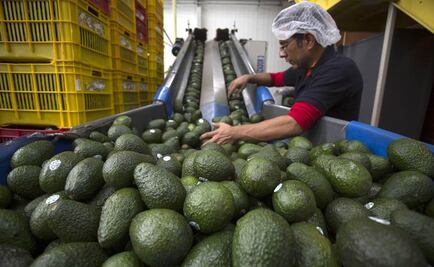 Aguacate mexicano corona temporada histórica de producción en Super Bowl
