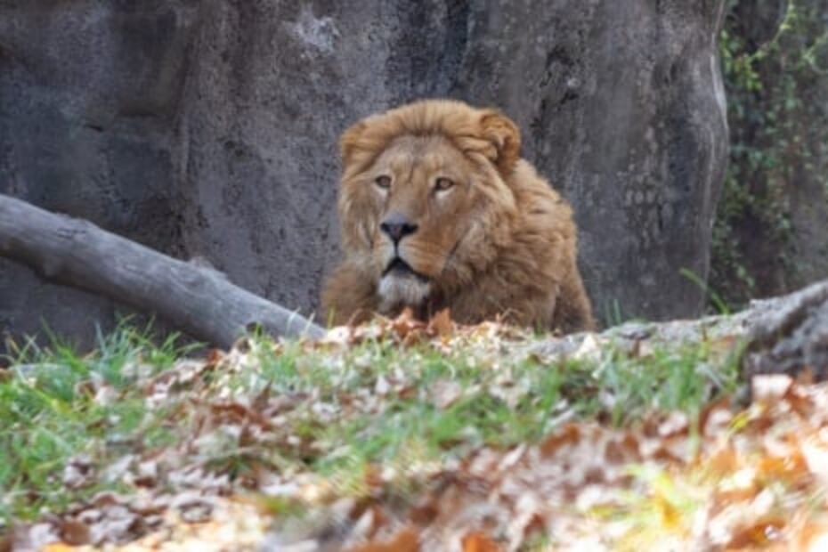 Reportan recuperación satisfactoria de 7 leones del Black Jaguar-White Tiger