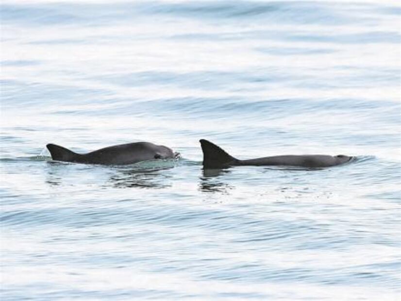 Delfines salvarán a “vaquita marina”