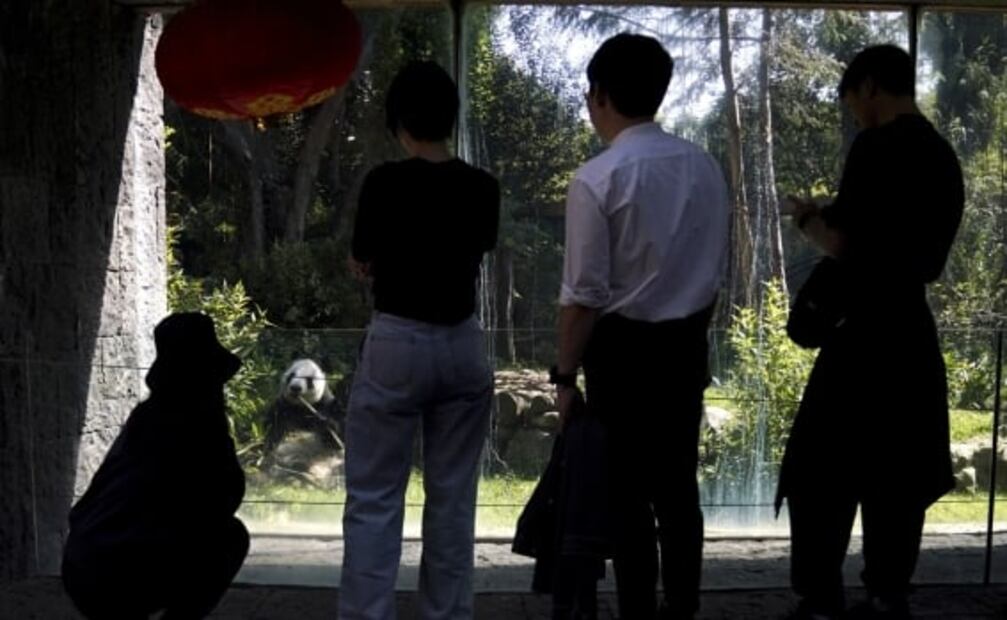 El riesgo que podrían enfrentar los osos panda por la austeridad de AMLO y Xin Xin en Chapultepec  