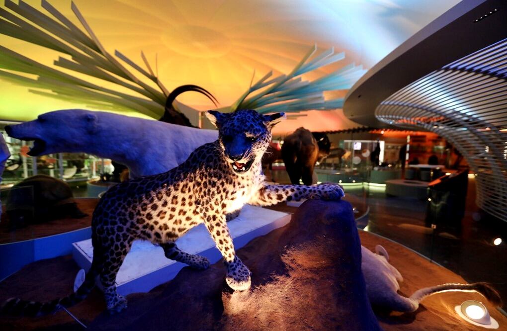 Foto: @ManceraMiguelMX  