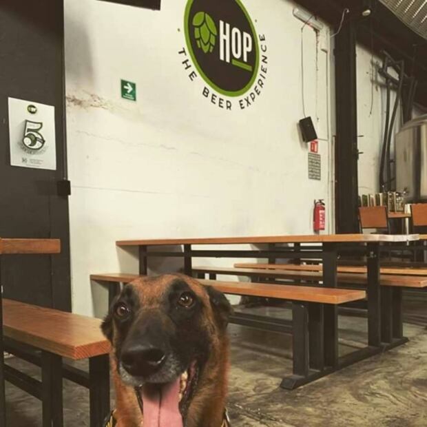 5 lugares para pasar un día entero con tu perro en CDMX