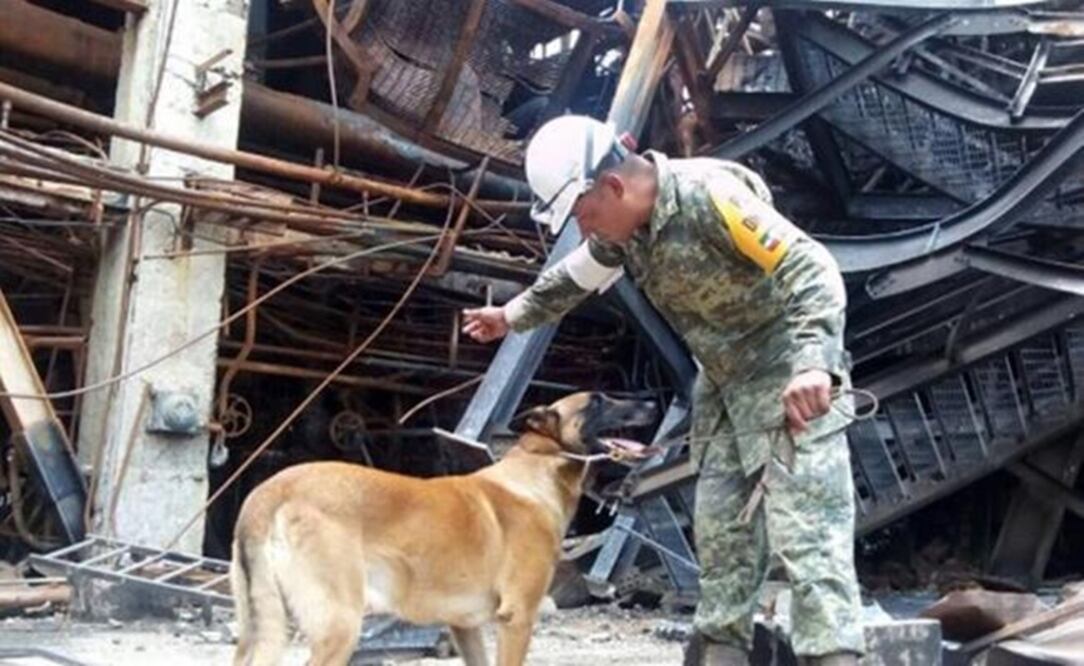 Rescue teams supported by dogs continue checking the disaster area. Photo: (Pemex's Twitter)