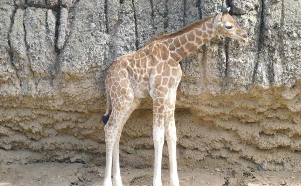 La cría fue nombrada Jabari por sus cuidadores y médicos veterinarios (29/05/2025). Foto: Especial
