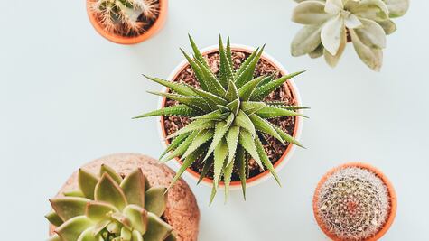 7 beneficios para la salud de esta hierba común en tu jardín