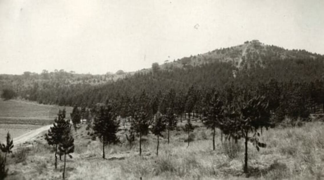 El bosque que nació por una fábrica de papel