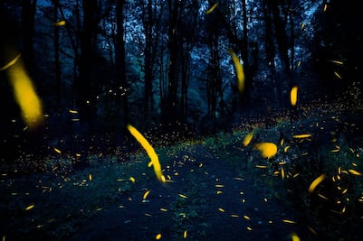 ¡No te lo pierdas! Comienza la quinta edición del Festival Internacional de la Luciérnaga 2025; te contamos todos los detalles