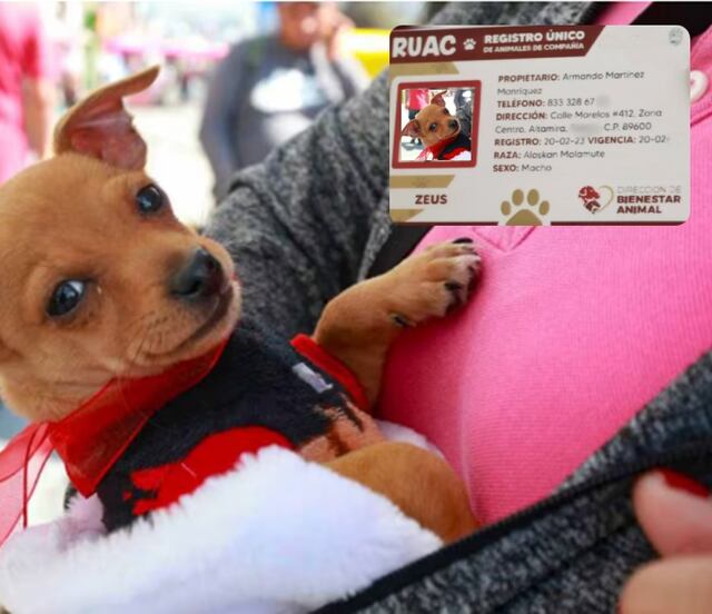 RUAC 2025: estos son los beneficios de tramitar el CURP para mascotas en CDMX; así se tramita