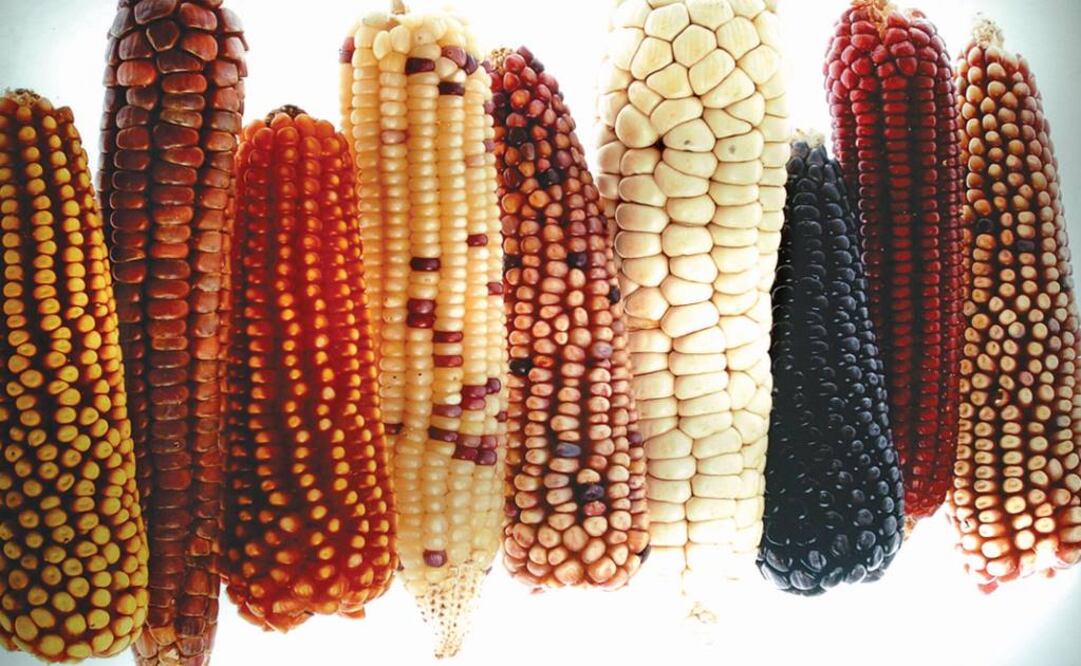 Este alimento presenta una alta cantidad de antocianinas. Foto: Archivo