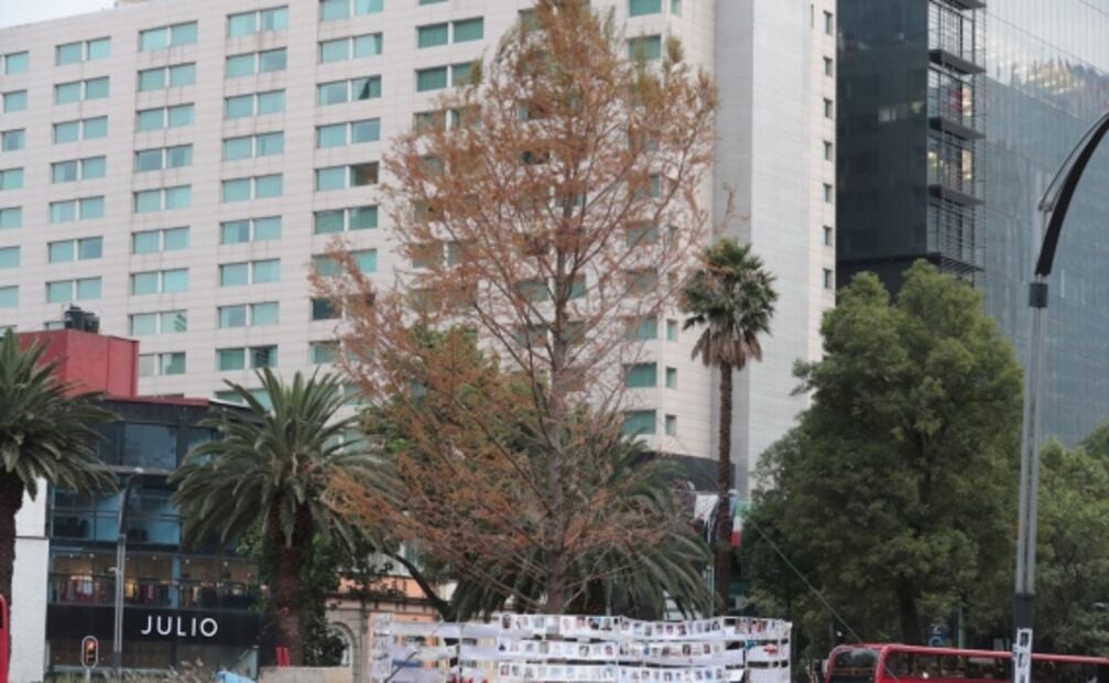 ¿El ahuehuete de Reforma está muerto? 