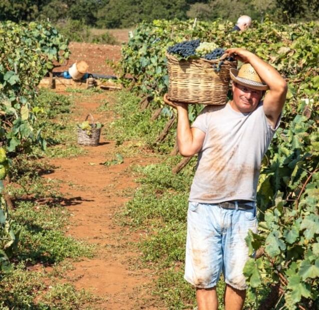 Vendimias 2022: Coahuila, un gigante vinícola