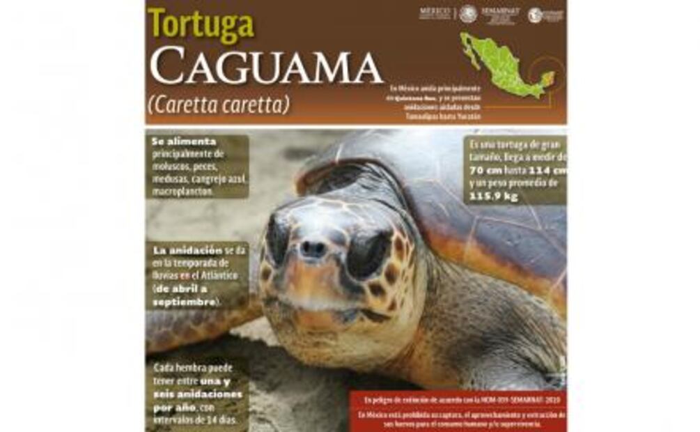 Suspenden nado con tortugas en Akumal
