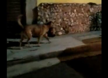 Inician proceso para identificar cabeza humana que llevaba un perro en el hocico en Zacatecas
