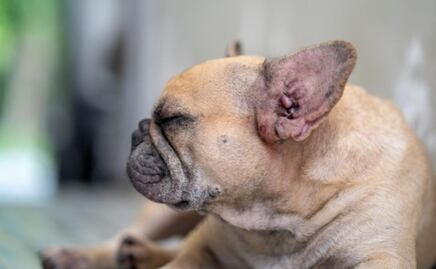 ¿Por qué mi perro tiene las orejas rojas? Esto es lo que dice una veterinaria; no ignores las señales