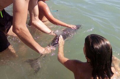 Muere cría de delfín en España mientras bañistas se tomaban selfies con ella