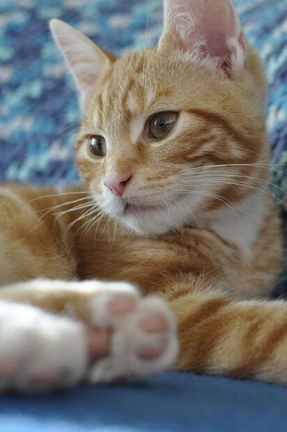 Los 5 mejores piensos sin cereales para gatos. Fuente: Freepik.