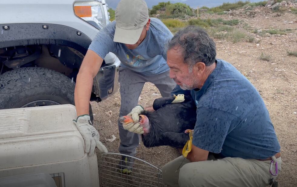Juan Vargas y Hiram Licona en la captura de un cóndor nacido en libertad, en Sierra san Pedro Mártir para llevar a cabo un estudio de su salud. Foto: Patricio Robles Gil