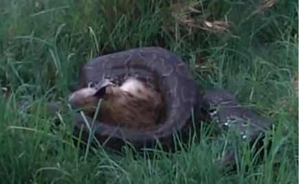 Una pitón de 4 metros se come a una hiena de 70 kilos