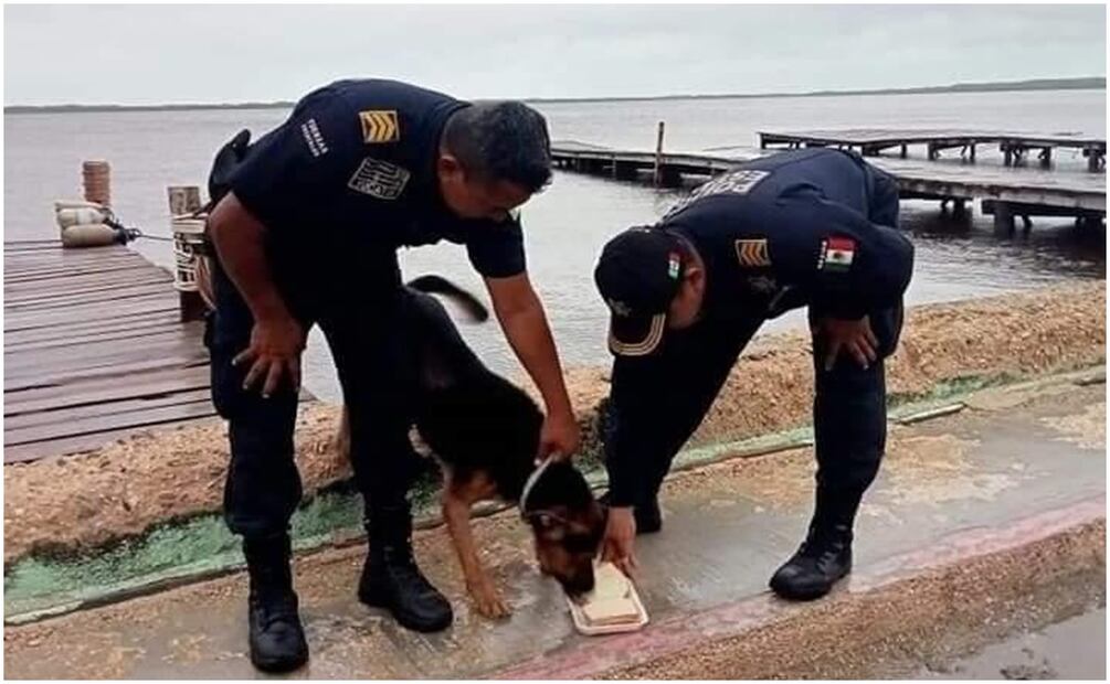 Un perrito estuvo a punto de ahogarse en Río Lagartos, Yucatán pero fue rescatado por elementos de seguridad (08/10/2024). Foto: Especial