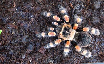 Inauguran aracnario en Querétaro