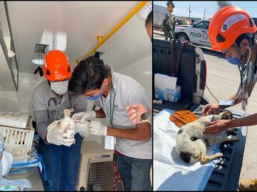 Rescatan a varios animales tras explosión por fuga de gas en Puebla