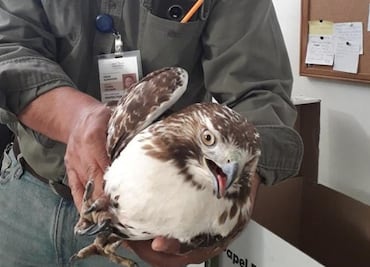 En menos de 2 meses Profepa ha decomisado 4 animales exóticos