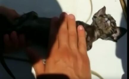 Guardia Costera italiana resucita a gato 