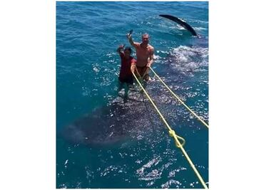 Denuncian maltrato de tiburón ballena en Q Roo; investigan veracidad de fotos