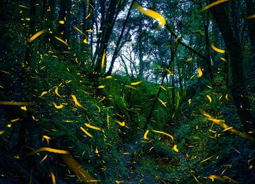 Cuándo es el recorrido entre luciérnagas del Bosque Esmeralda en Edomex