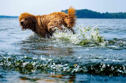 La domesticación de los perros transformó su apariencia y mente, según estudio