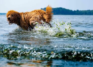 La domesticación de los perros transformó su apariencia y mente, según estudio