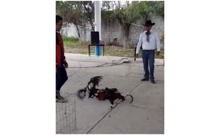 Directora organiza pelea de gallos en telesecundaria de Hidalgo