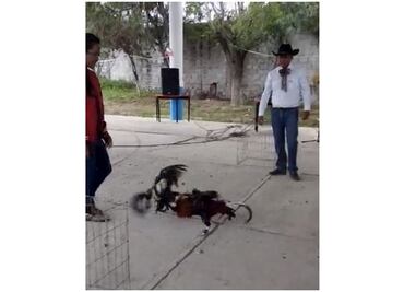Directora organiza pelea de gallos en telesecundaria de Hidalgo
