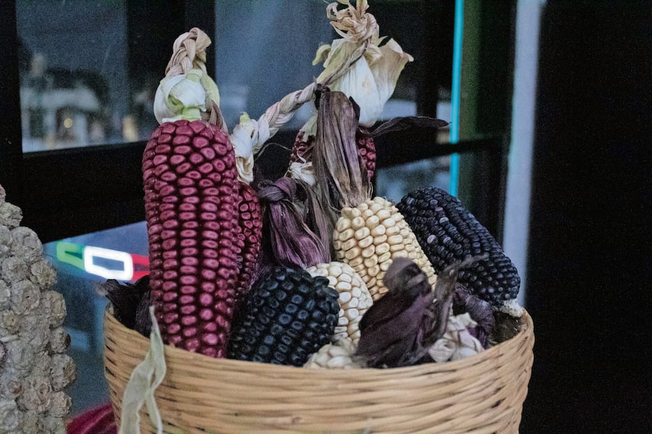 Cada grano tiene sus bondades y cada variedad su uso: el rojo es para burritos, pinole y tamales; el azul para tlacoyos y atoles; el blanco para tortillas suaves. Foto: Fernanda Zamora / EL UNIVERSAL