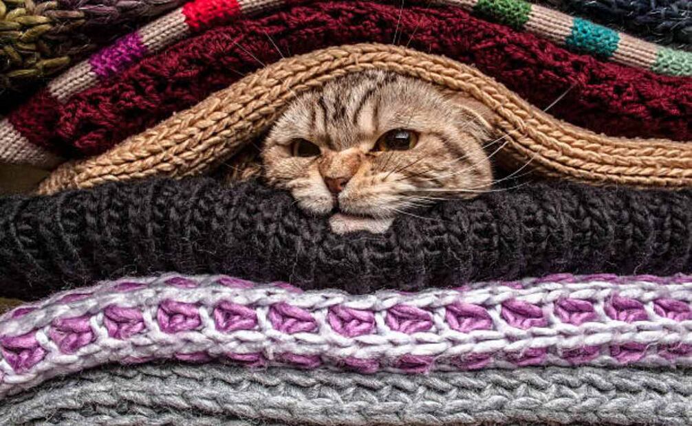 PVEM pide cuidar a los animales ante las bajas temperaturas de la CDMX (26/12/2024). Foto: Pixabay