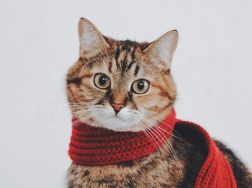 Estas son las 3 razas de gatos más saludables