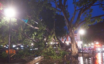 Lluvias dejan sin su emblemático laurel al Zócalo de Oaxaca