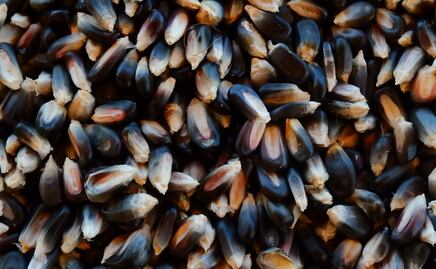 ¿Maíz qué…? Estas son las diferencias entre el maíz endémico y el transgénico