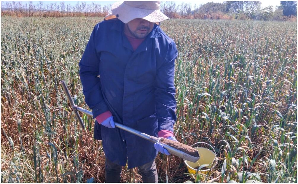 Mapeos de superficies agrícolas en Morelos (5/12/2024). Foto: Especial