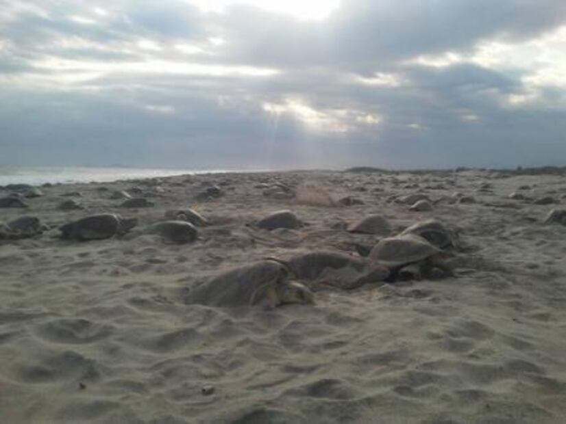 Marina vigila casi 23 millones de huevos de tortuga en Oaxaca